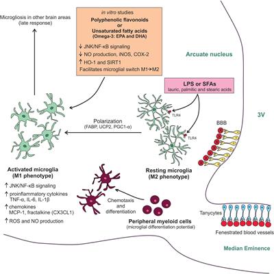 Hypothalamic Microglial Activation in Obesity: A Mini-Review